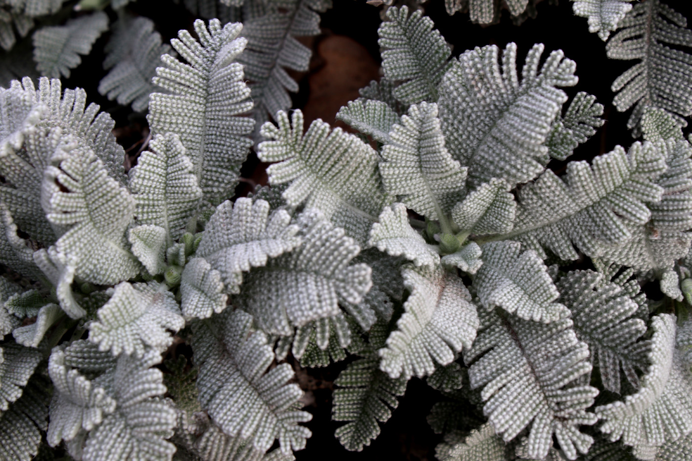 Image of familia Asteraceae specimen.