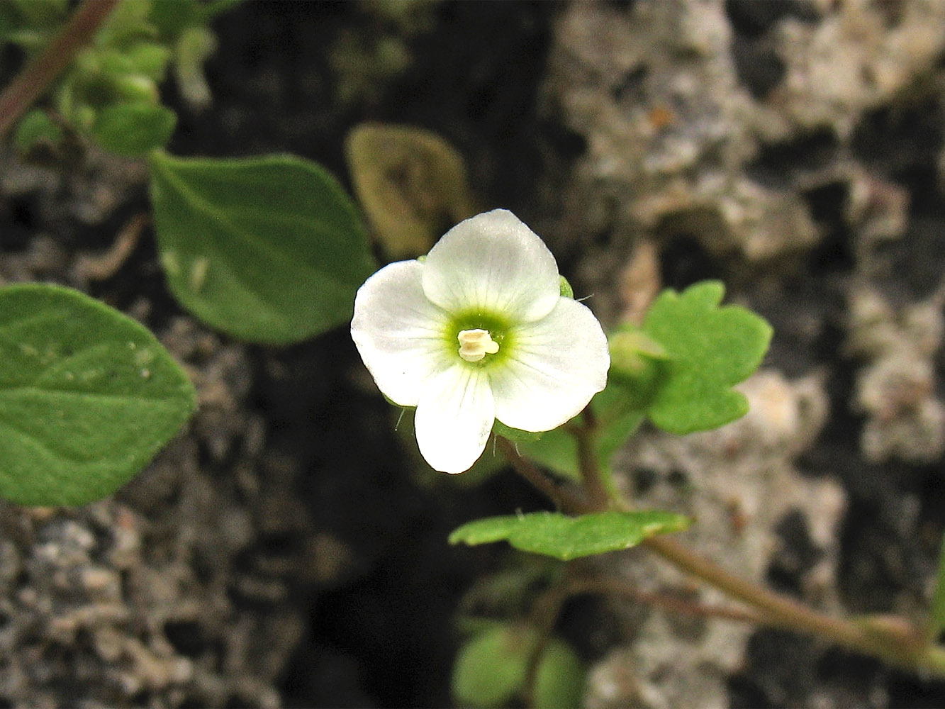 Image of Veronica cymbalaria specimen.