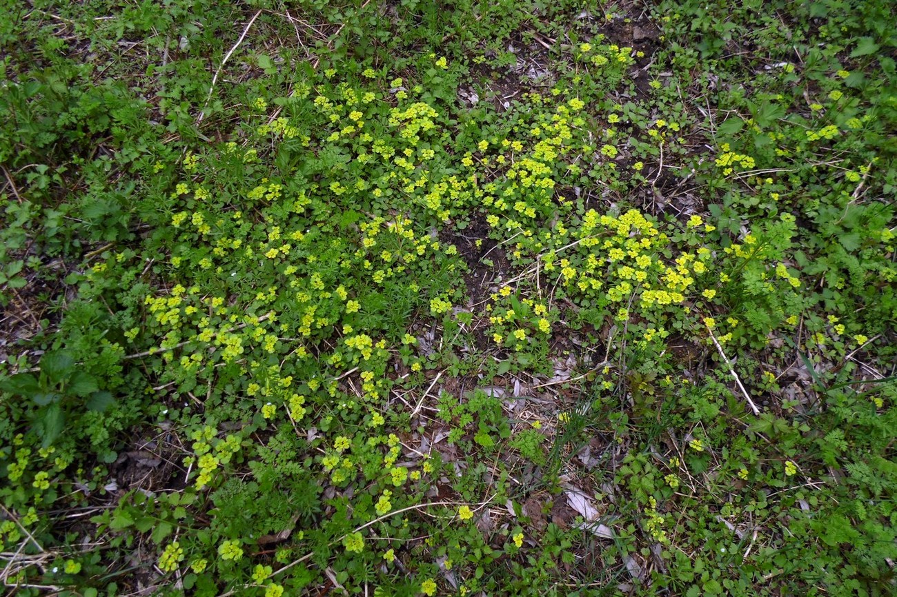 Изображение особи Chrysosplenium alternifolium.