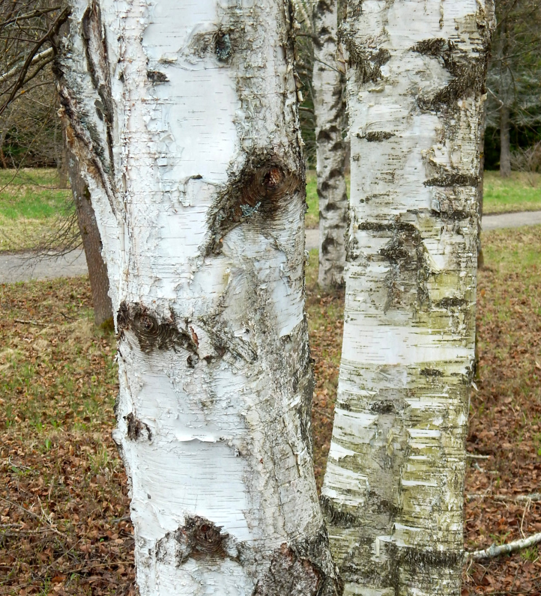 Изображение особи Betula utilis var. jacquemontii.