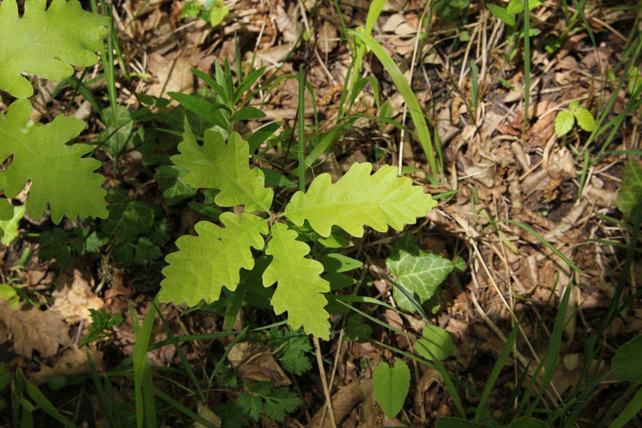 Image of Quercus macranthera specimen.