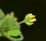 Medicago coronata. Соцветие на верхушке побега. Израиль, Нижняя Галилея, г. Верхний Назарет, заповедник Iris bismarckiana. 26.03.2017.