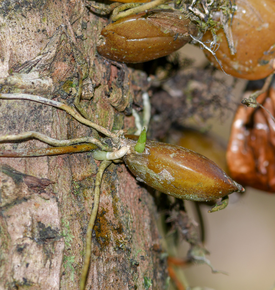 Image of familia Orchidaceae specimen.