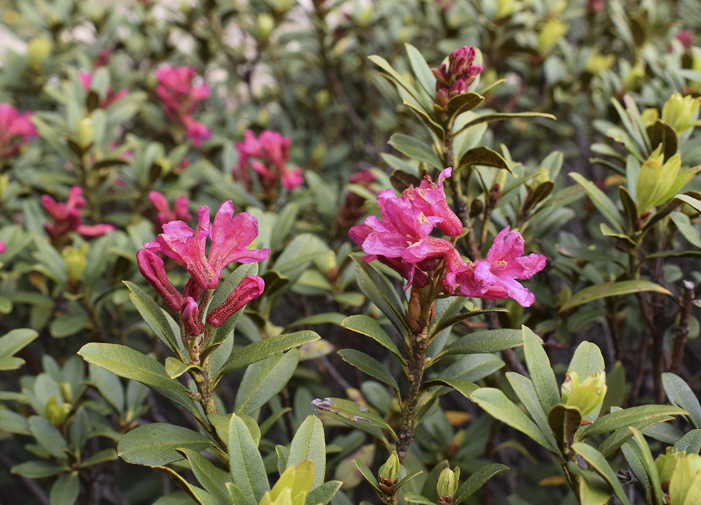 Image of Rhododendron ferrugineum specimen.