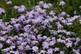 Phlox subulata