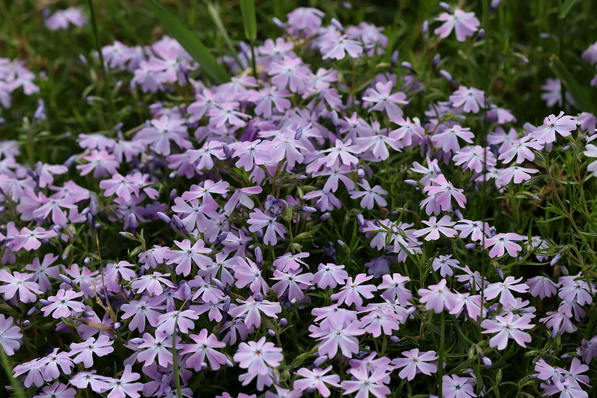 Изображение особи Phlox subulata.