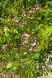 Centaurium erythraea