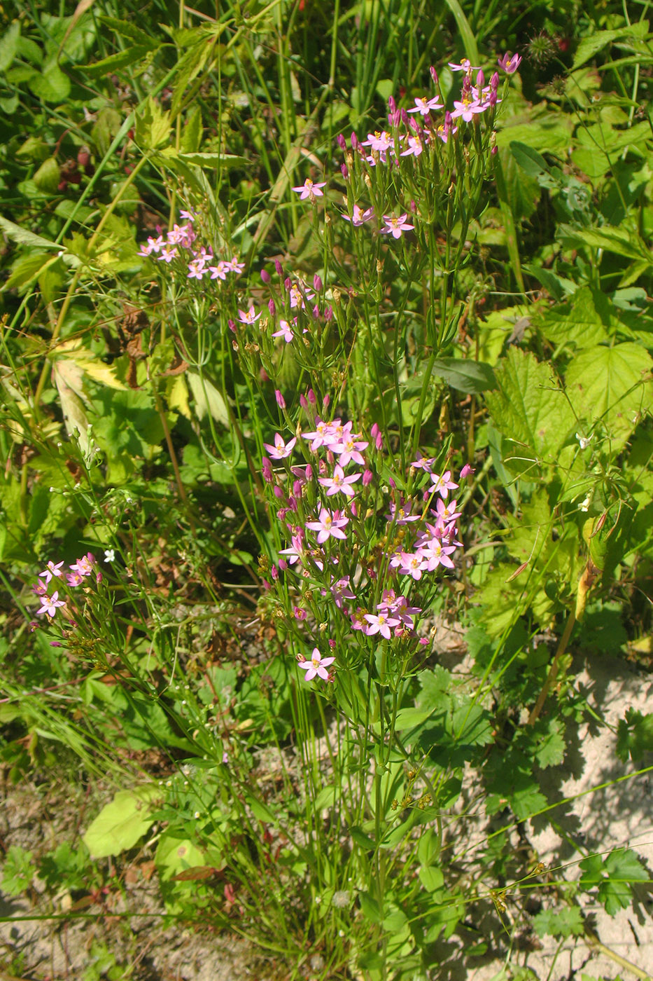 Изображение особи Centaurium erythraea.