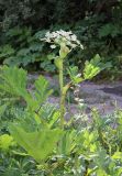 Heracleum sosnowskyi. Цветущее растение. Дагестан, Докузпаринский р-н, с. Килер, луг у дороги. 26 июня 2021 г.