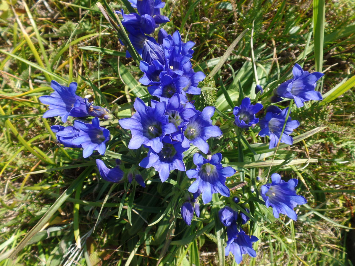 Image of Gentiana decumbens specimen.