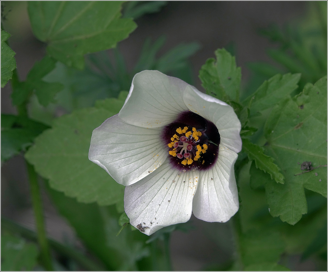 Изображение особи Hibiscus trionum.