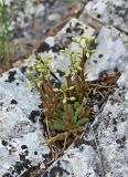 genus Rosularia