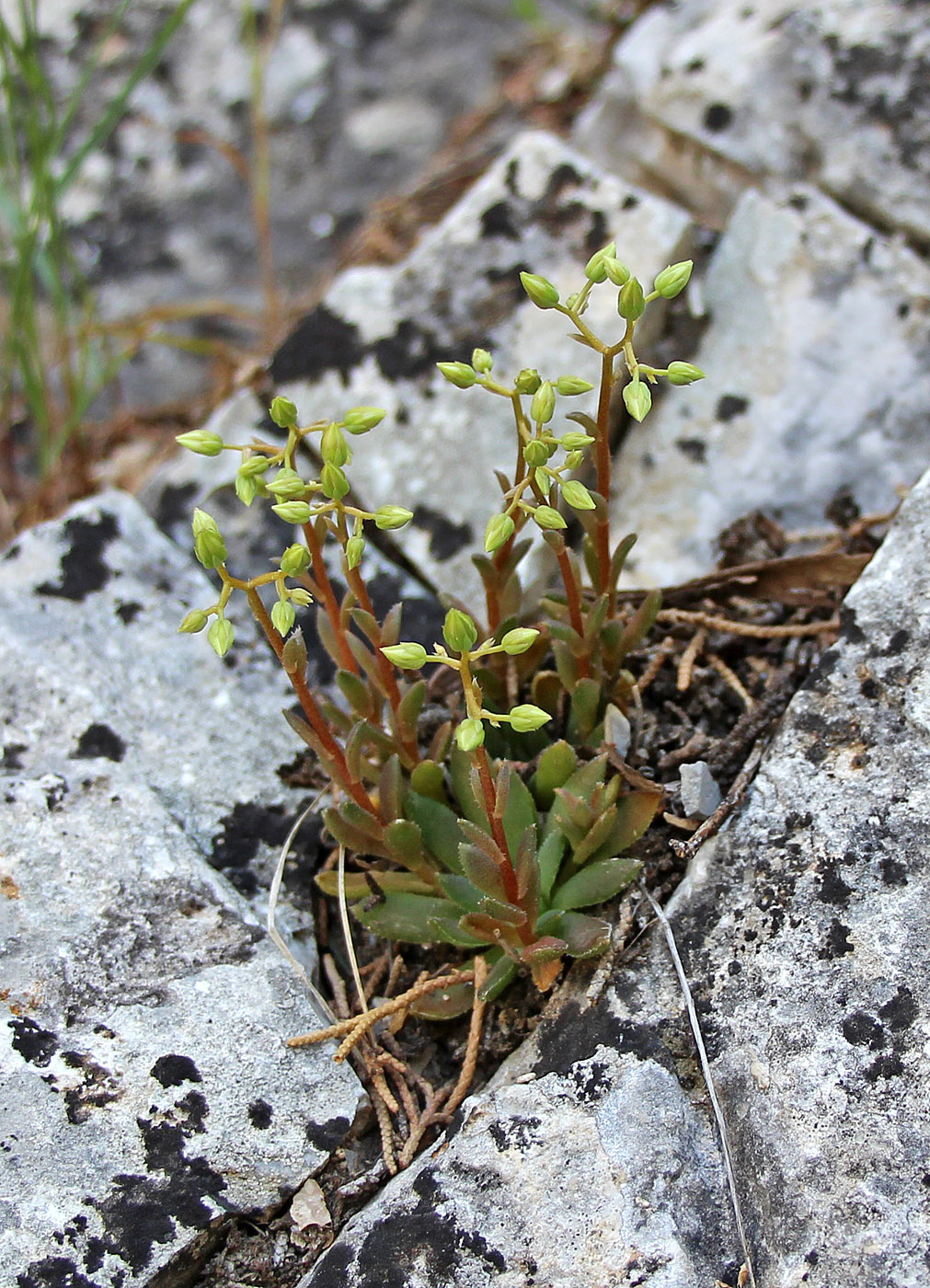 Image of genus Rosularia specimen.