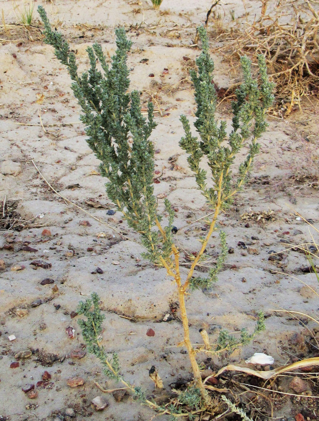 Image of genus Salsola specimen.