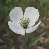 Papaver albiflorum