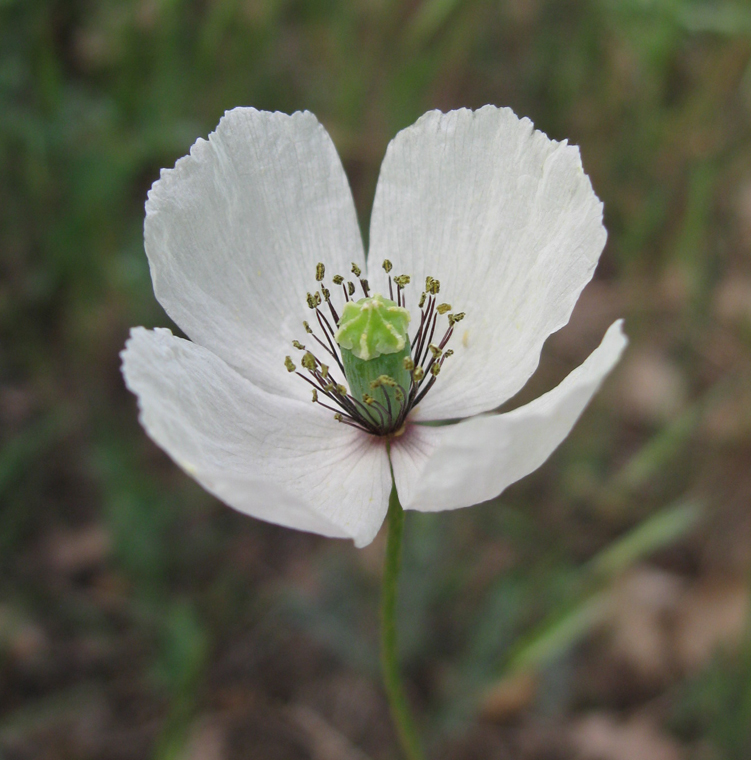 Изображение особи Papaver albiflorum.