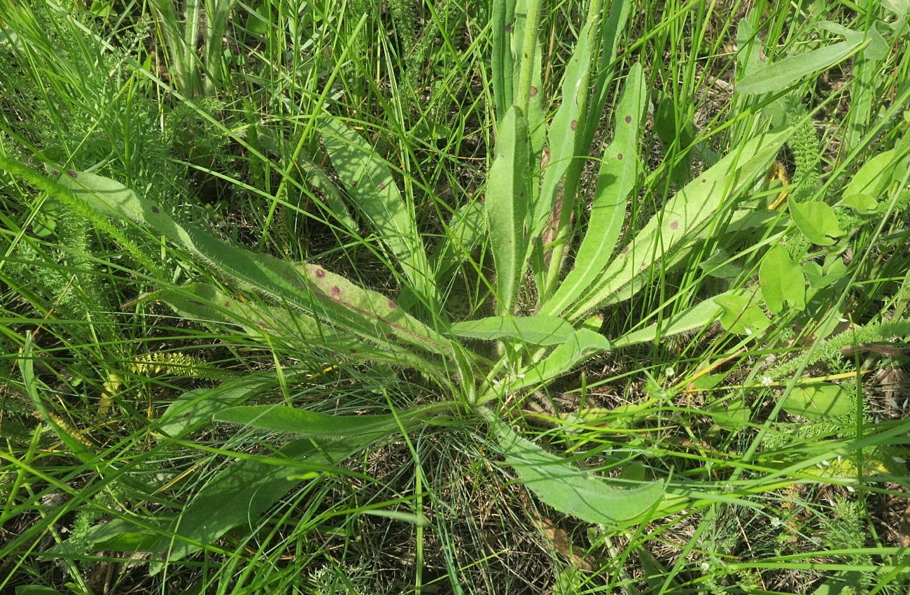 Image of Pilosella &times; bifurca specimen.