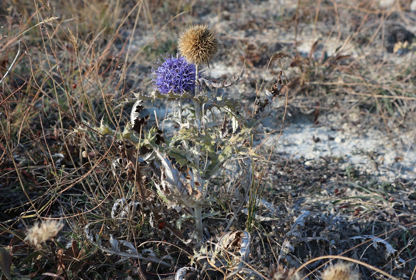 Изображение особи Echinops ritro.