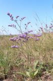 Limonium donetzicum. Цветущее растение. Белгородская обл., Ровеньский р-н, окр. с. Нагольное, подножие мелового склона. 10.08.2019.