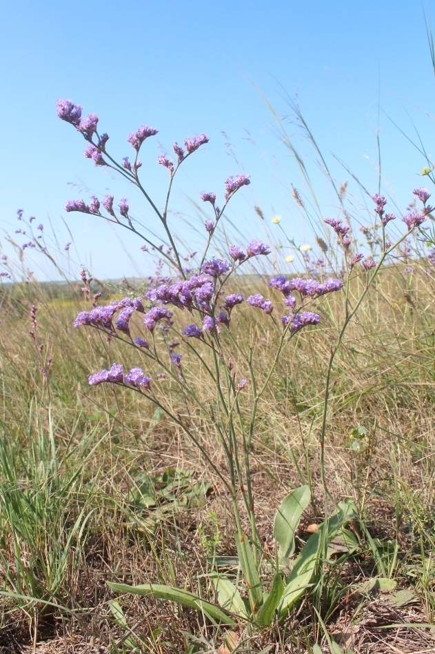 Изображение особи Limonium donetzicum.