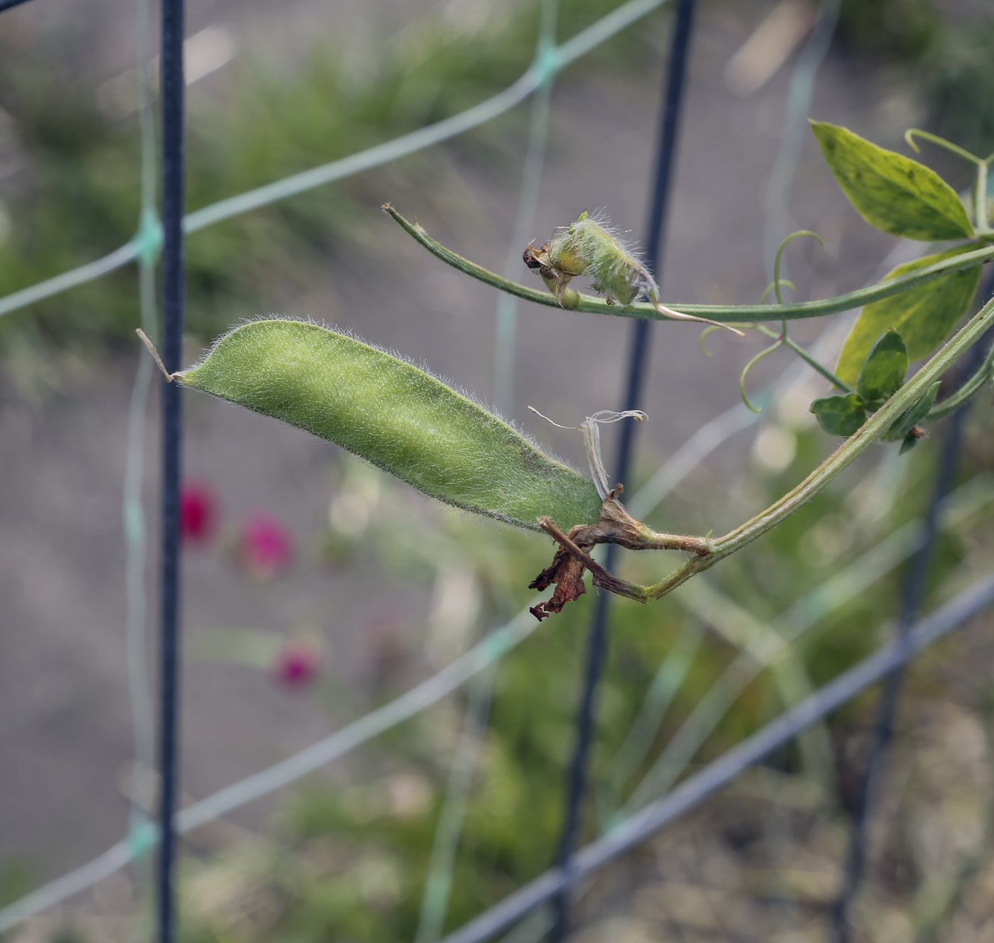 Изображение особи Lathyrus odoratus.