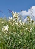 Astragalus albicaulis