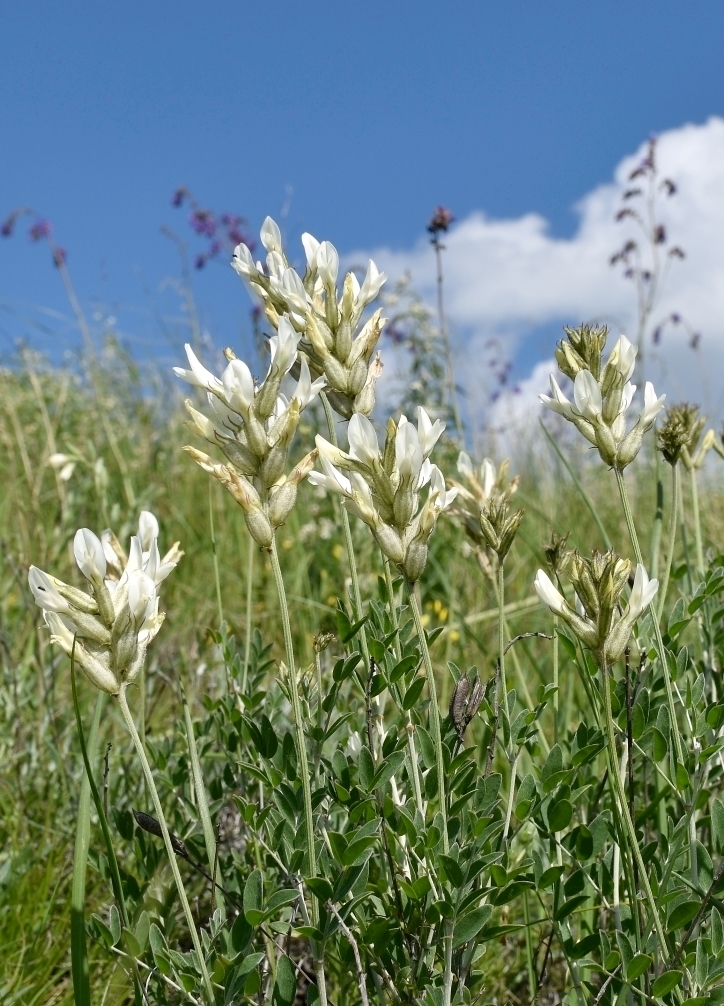 Image of Astragalus albicaulis specimen.