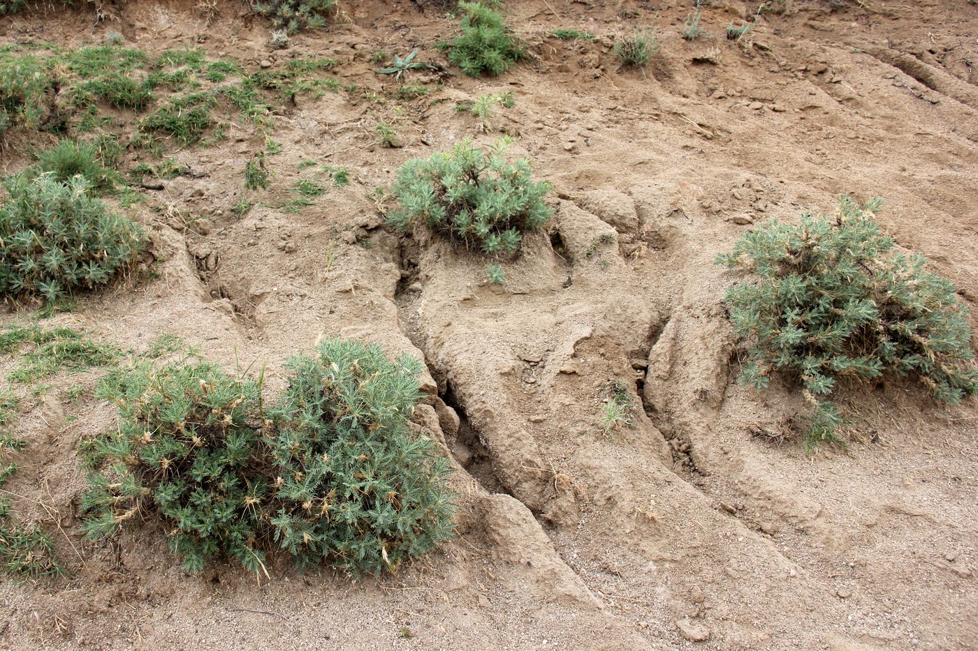 Изображение особи Astragalus bactrianus.