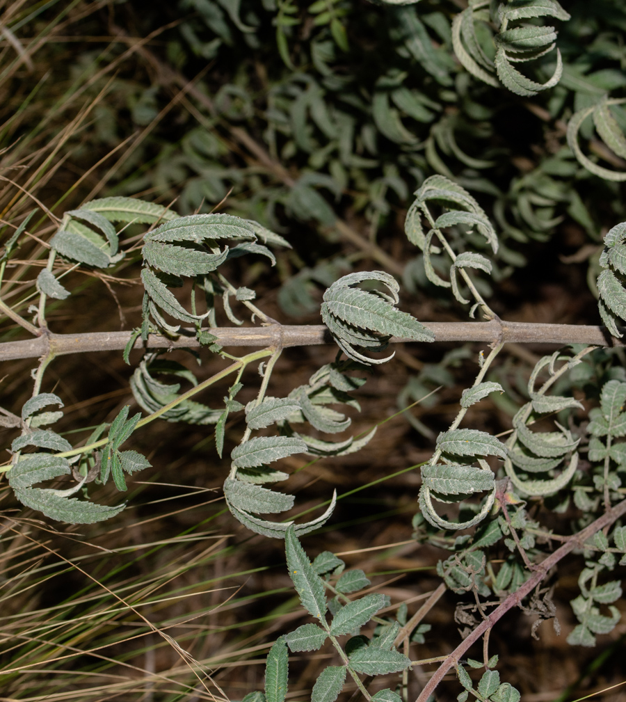 Image of Tagetes lemmonii specimen.