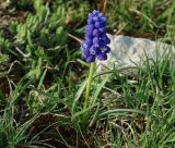 Muscari armeniacum. Цветущее растение на известняке, 1850 м н.у.м. Азербайджан, Дашкесанский р-н, с. Хачбулак. 16.04.2010.