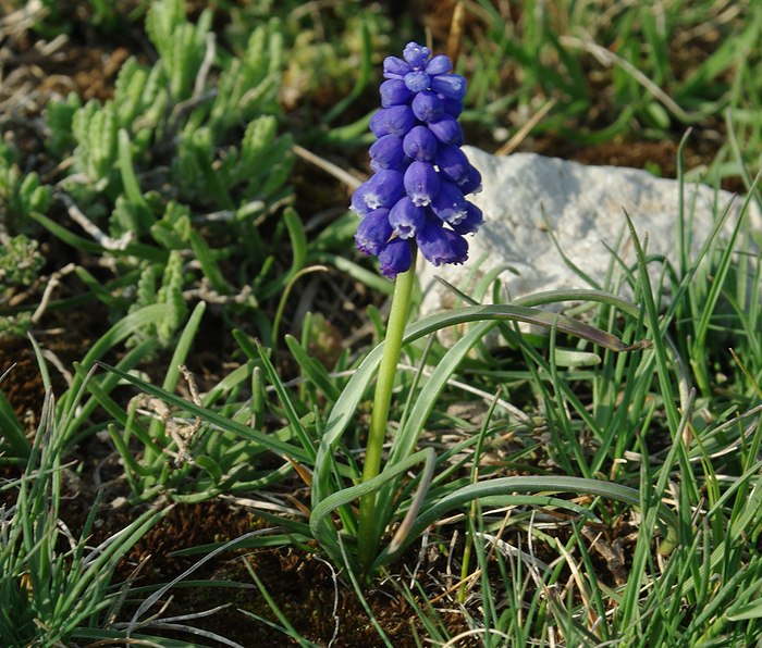 Image of Muscari armeniacum specimen.
