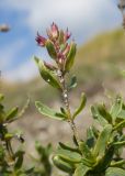 Thymus pulchellus. Верхушка побега с соплодием. Краснодарский край, Мостовской р-н, окр. пгт Псебай, хр. Герпегем, ≈ 1000 м н.у.м., горный луг, гипсовое обнажение. 19.08.2021.