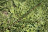 genus Picea