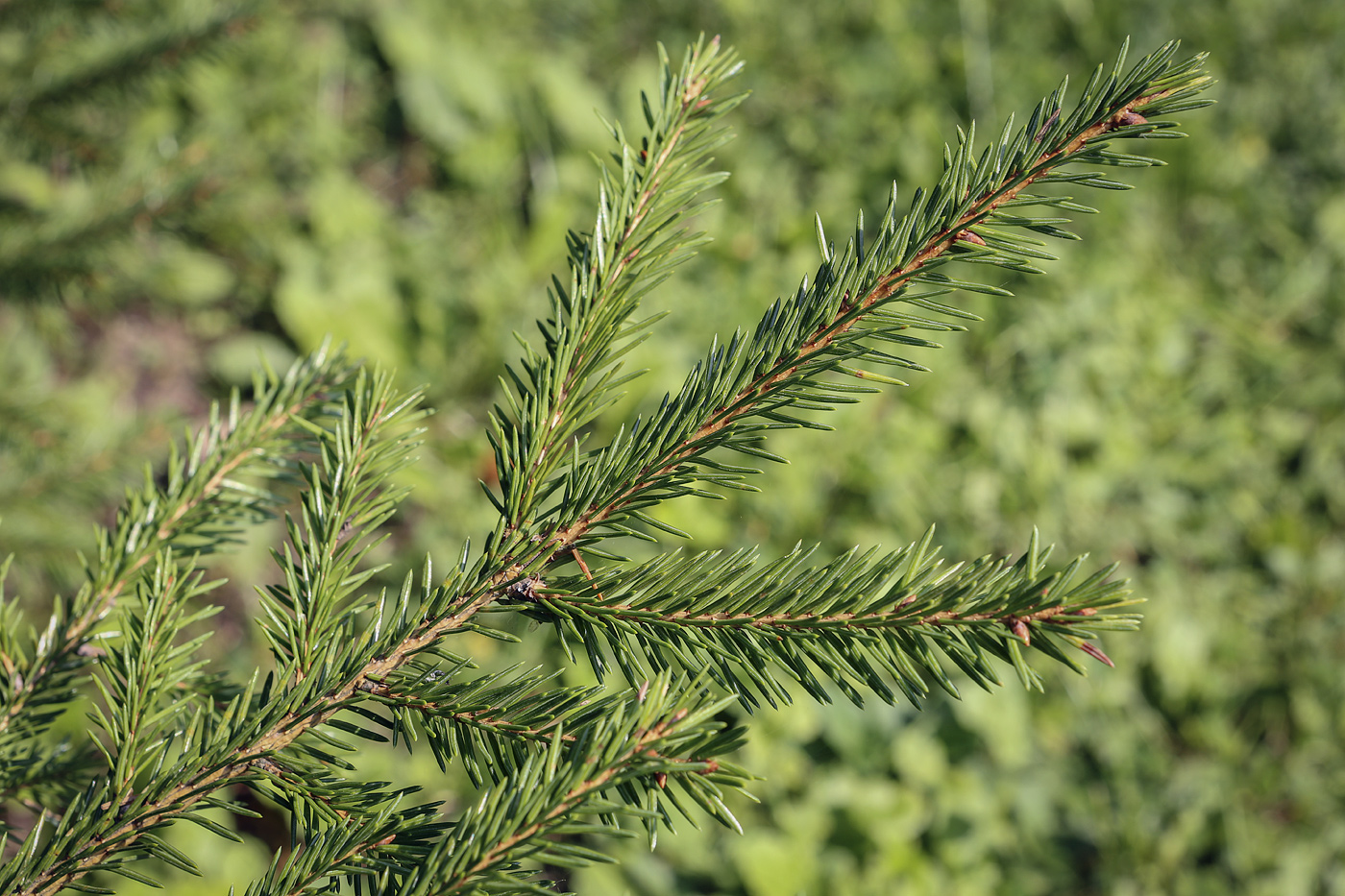 Изображение особи род Picea.