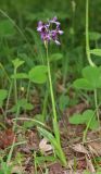 Anacamptis morio ssp. caucasica