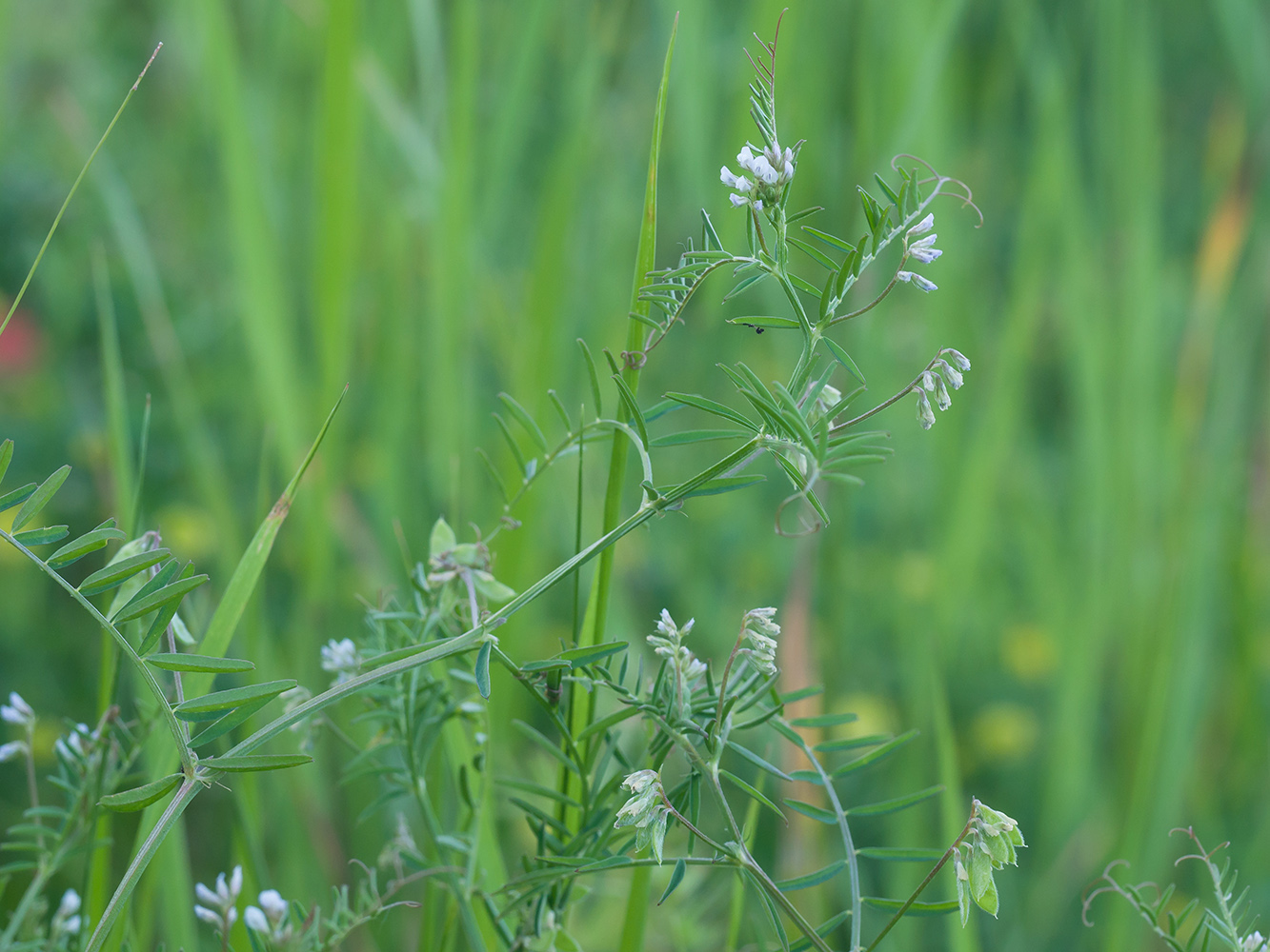 Image of Vicia hirsuta specimen.