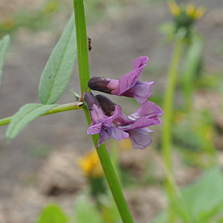 Image of Vicia sepium specimen.