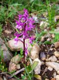 Orchis anatolica. Цветущее растение. Израиль, Голанские высоты, лес Одем, поляна. 07.04.2011.