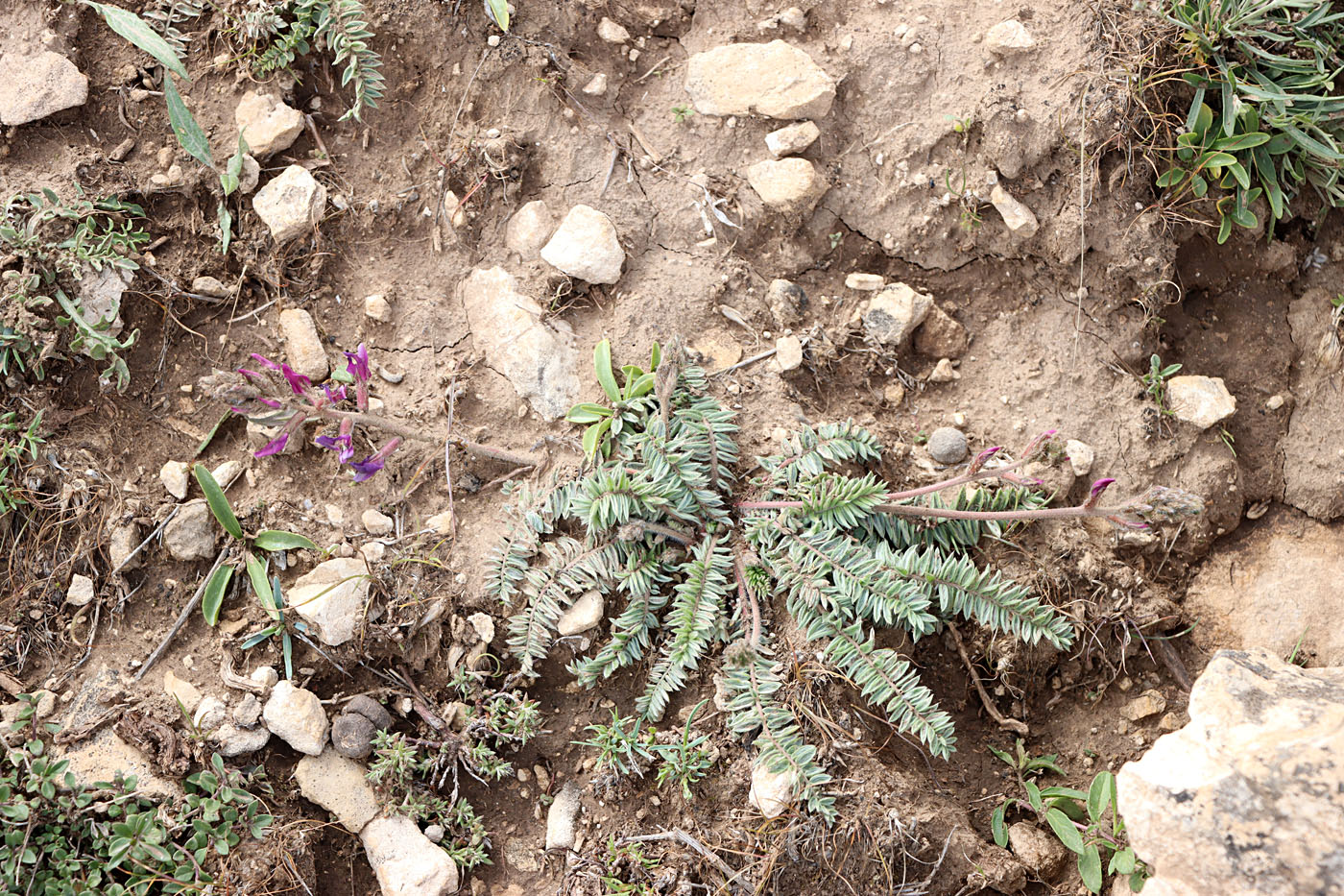 Изображение особи Oxytropis lithophila.