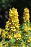 Lysimachia punctata. Соцветие. Санкт-Петербург, Кировский р-н, придомовой цветник, в культуре. 09.07.2022.