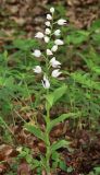 Cephalanthera longifolia