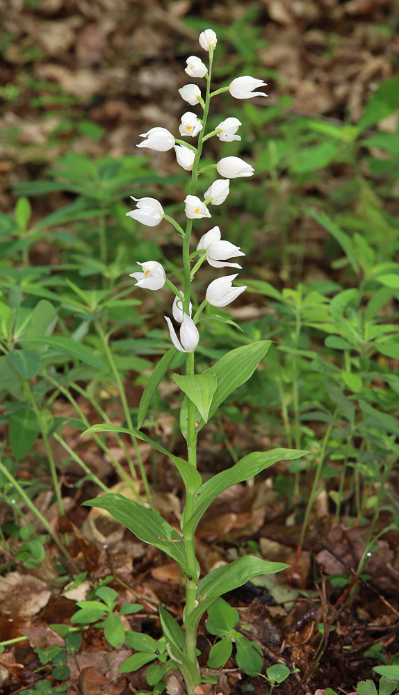 Image of Cephalanthera longifolia specimen.