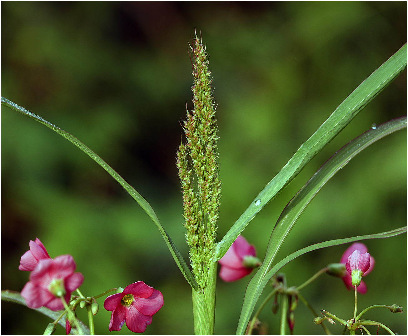 Изображение особи Echinochloa crus-galli.