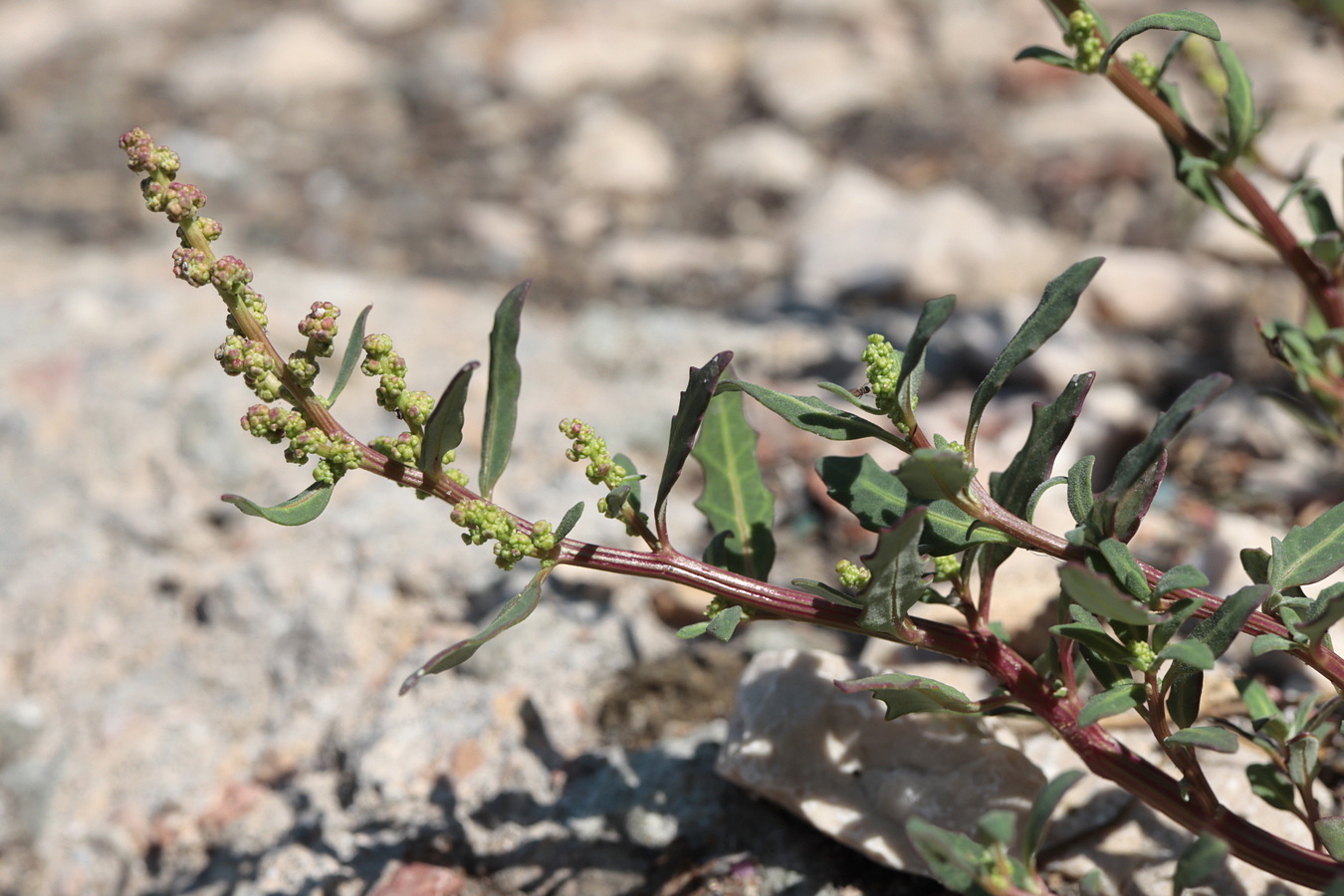 Image of Oxybasis glauca specimen.