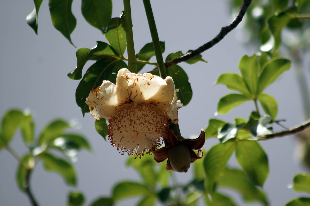 Изображение особи Adansonia digitata.