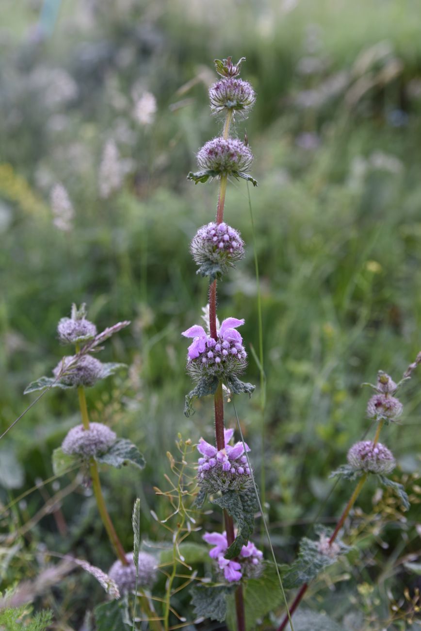 Image of Phlomoides tuberosa specimen.