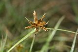 Cyperus glaber. Соцветие. Республика Абхазия, р. Кяласур. 23.08.2009.