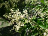 Ligustrum lucidum. Верхушка побега с соцветием. Крым, Южный Берег, г. Алушта, в культуре. 16.07.2021.