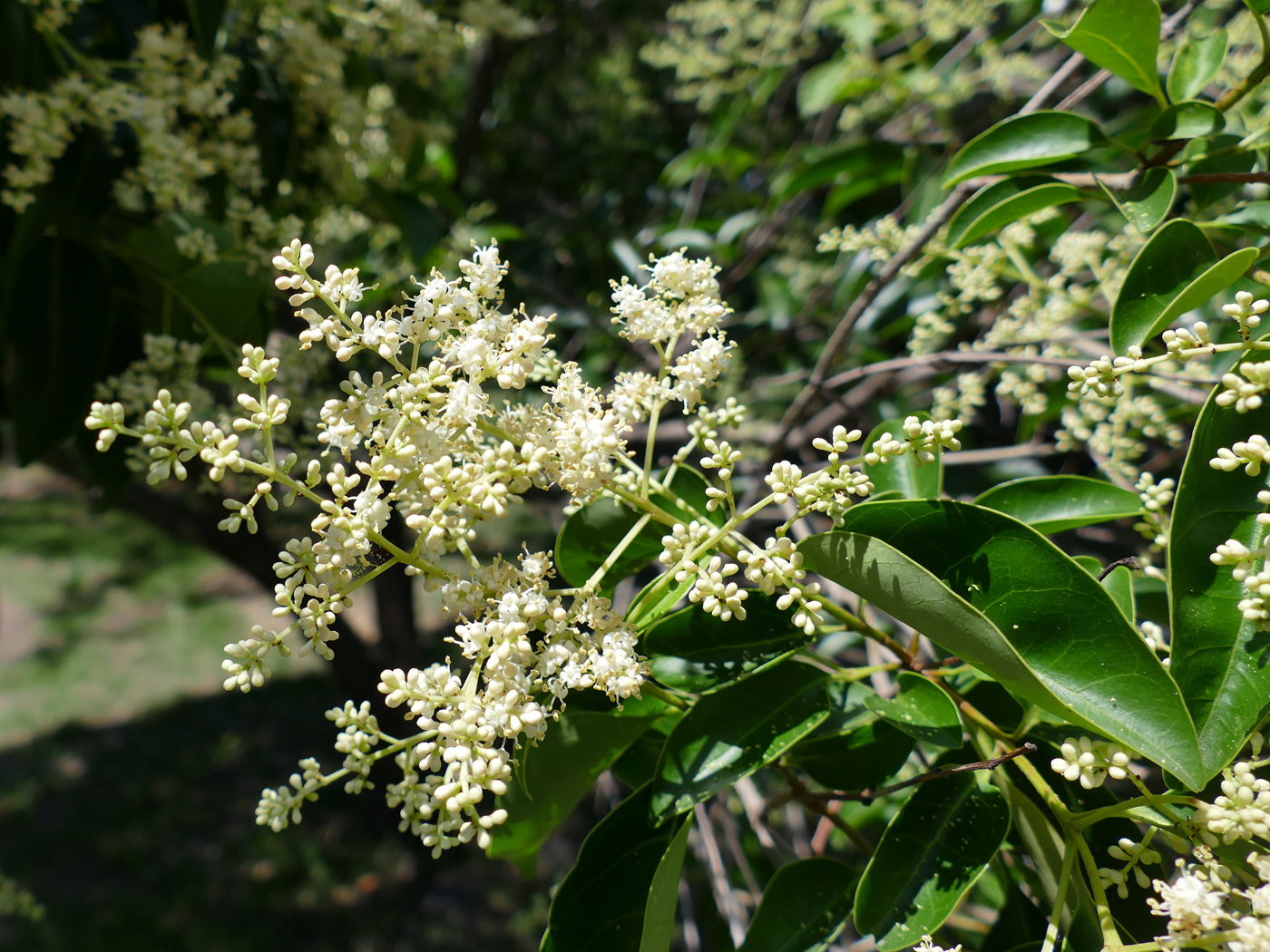 Изображение особи Ligustrum lucidum.