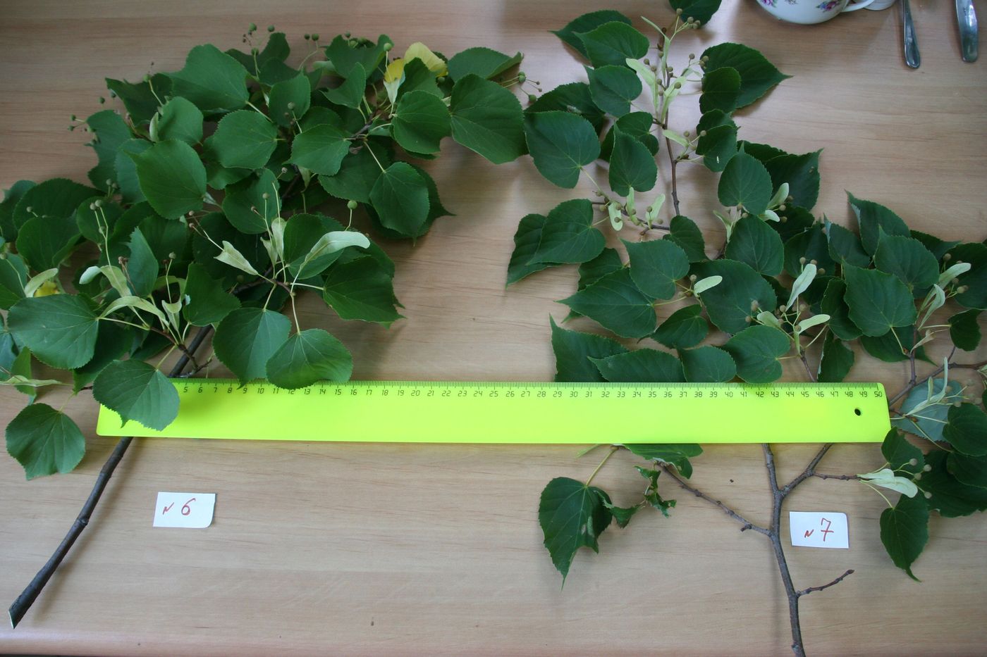 Image of genus Tilia specimen.